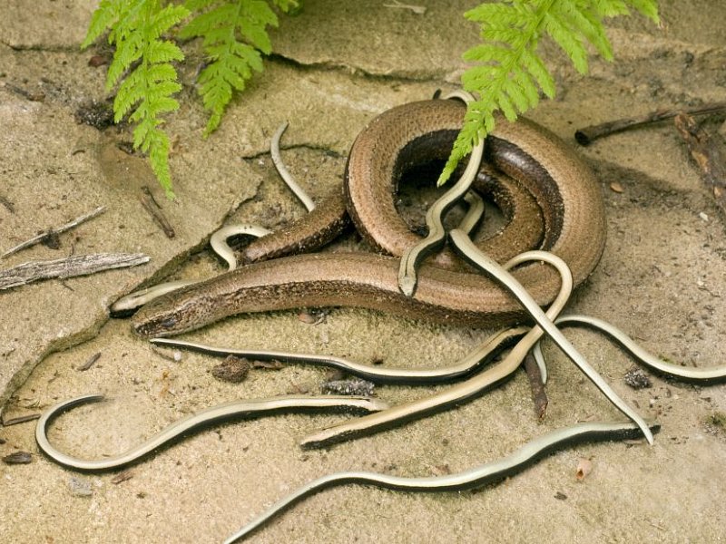 Slow worm